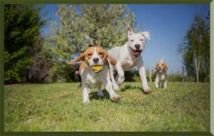 3 dogs running in dog daycare in Wayne NJ