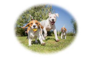 dog daycare wayne nj