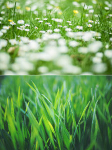 Fiesat weed killer turns lawns covered in weeds like the top picture and turns them into lush green healthy lawns like the one in the bottom picture